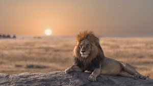 Lion safari africa sunset