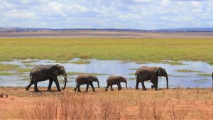 Elephant safari lake