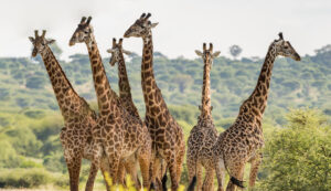 Tanzania giraffe herd tarangire family safari