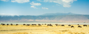 Ngorongoro crater tanzania wildebeest family safari